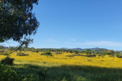 Frühling in Sardinien in der Nähe vom Strand von Budoni